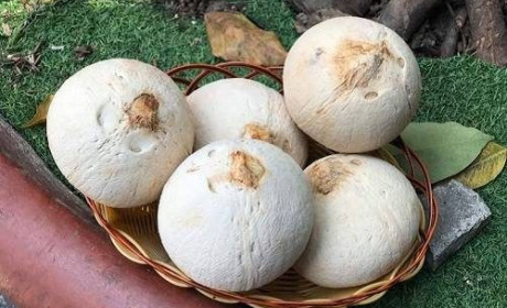 Trái dừa Việt Nam đã được cấp “visa” sang Mỹ