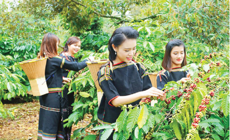 Nâng tầm cà phê Việt trên thị trường thế giới