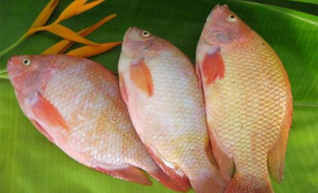 Hàng nông, thủy sản Việt Nam vẫn “bùng nhùng” trong vấn đề VSATTP