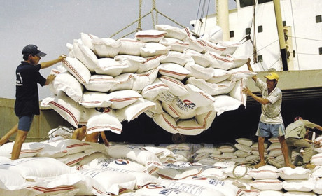 Giải pháp xuất khẩu bền vững cho gạo Việt Nam