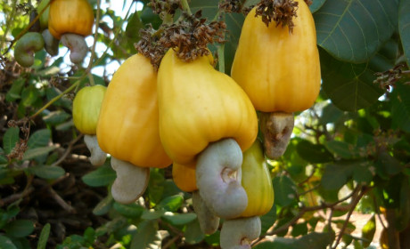 Phát triển ngành điều gắn với chuỗi giá trị toàn cầu