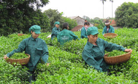 Doanh nghiệp đạt giải đặc biệt Cuộc thi chè đặc sản Bắc Mỹ 2017 sẽ tham gia Vietnam Foodexpo 2017