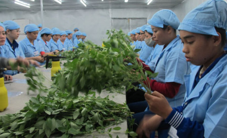 Xuất khẩu rau quả tiếp tục bứt phá