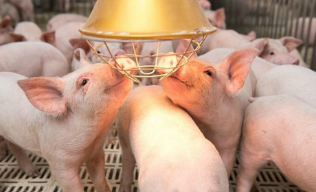 Major firms spend big on pig farming
