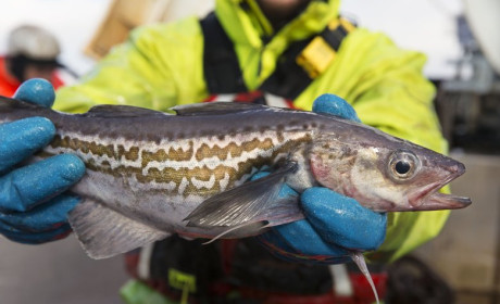 Vietnam among targeting markets in Southeast Asia for Alaska seafood export