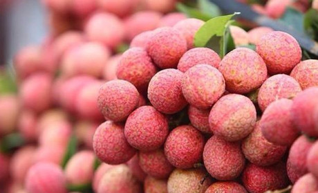 Việt Nam xuất khẩu vải, nhãn đứng nhì thế giới