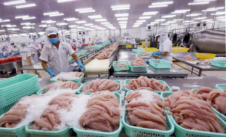 Xuất khẩu cá tra đón nhận tín hiệu tốt từ thị trường Mỹ và Trung Quốc