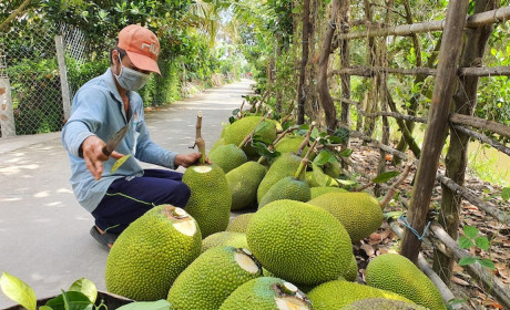 Mít vươn lên hạng ba trong bảng xếp hạng kim ngạch xuất khẩu trái cây