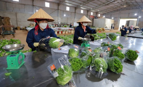 Rau Đà Lạt xuất khẩu sang Singapore, Hàn Quốc