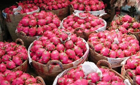 Xuất khẩu rau quả của Việt Nam chạm mốc 1,8 tỷ USD trong 5 tháng