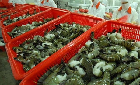 Vietnam has high shrimp export growth to US and Japan in Q1