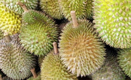 Vietnam’s Durian Industry Gears Up for Opening of China Market