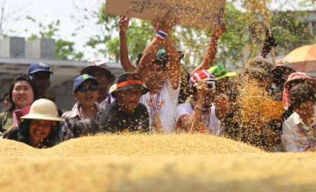 Các nhà xuất khẩu gạo Thái Lan kêu gọi chính phủ mới hạn chế can thiệp vào cơ chế thị trường