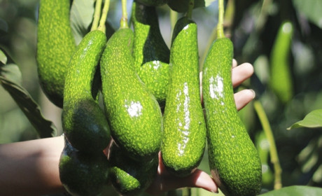 Vietnam tries to get US export license for avocados