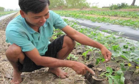 Local watermelon seeds exported to Japan for the first time