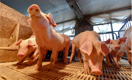 Bùng phát dịch tả lợn Trung Quốc sắp sửa đẩy giá thịt lợn toàn cầu tăng cao