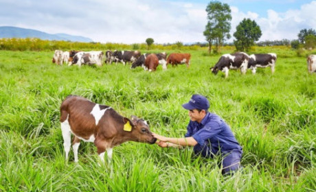 Foreign investments in Vietnam’s livestock sector: Domestic market potentials or international trade advantages?