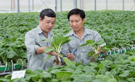 Hanoi seeks investment for 11 farming projects