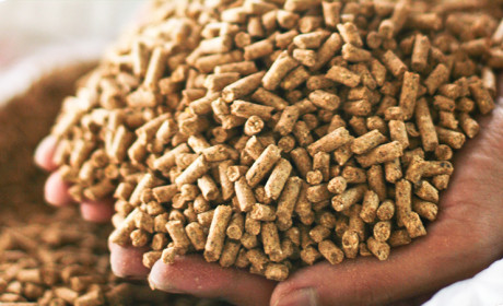 Aqua and broiler feed industries drive Vietnam feed market growth in 2019