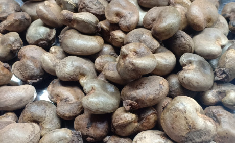 Chỉ sau 4 tháng Việt Nam đã chi lượng ngoại tệ cao hơn cả năm 2020 để nhập điều thô