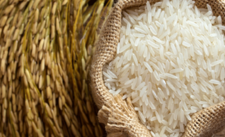 Olam, agro co-ops join to improve farmer livelihoods in Mekong Delta