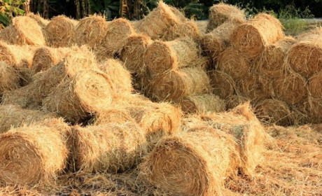 Làm giàu từ &quot;rác&quot; nông nghiệp