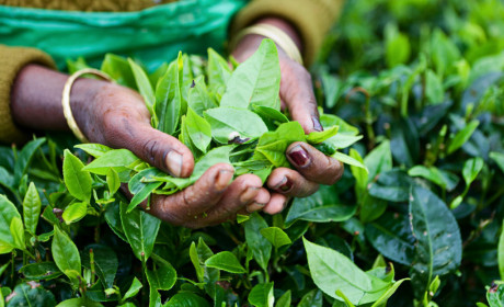 Liên minh Chè châu Á: Cơ hội hợp tác giữa các đối thủ cạnh tranh xuất khẩu chè