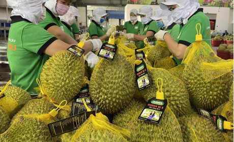 Sản xuất sầu riêng đông lạnh xuất khẩu giúp tăng giá trị nông sản