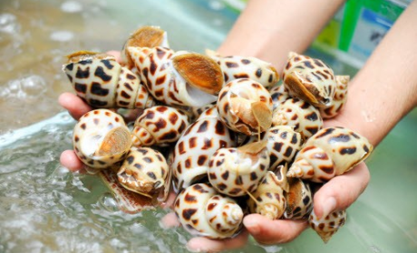 CJ Freshway tìm kiếm nhà cung ứng thủy hải sản tại  Food Vietnam 2016