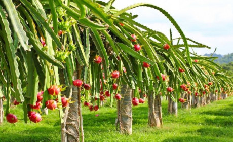 Ba hiệp hội – hội sản xuất nông nghiệp Việt Nam nộp hồ sơ đăng ký chỉ dẫn địa lý (GI) tại Nhật Bản