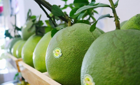 Xuất khẩu bưởi da xanh sang Mỹ