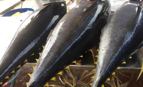 Xuất khẩu cá ngừ sang EU tăng đột biến