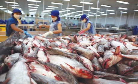 Xuất khẩu cá tra Việt Nam sang Nhật tăng vọt 61%