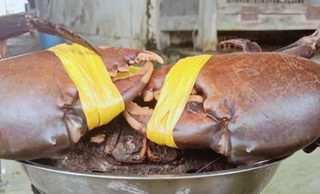 Crab exports skyrocket