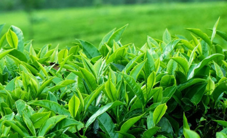 Việt Nam dẫn đầu xuất khẩu trà sang Đài Loan