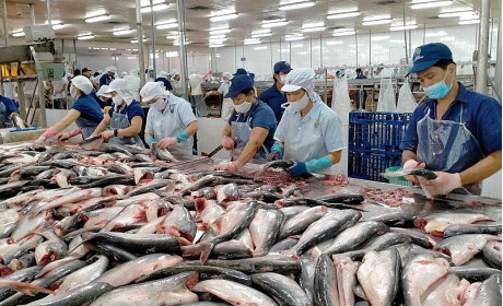 Xuất khẩu cá tra của Việt Nam sang thị trường ASEAN sẽ vượt thị trường EU