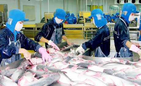 Tăng trưởng mạnh nhập khẩu cá tra Việt Nam tại Anh, Pháp và Tây Ban Nha