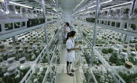 Vietnam moves to boost green agriculture