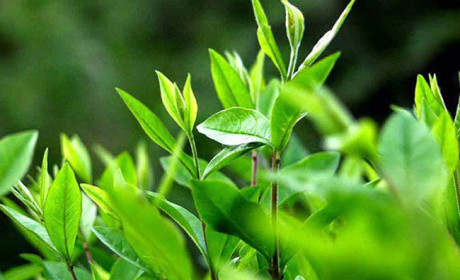 Pakistan là thị trường xuất khẩu chè lớn nhất của Việt Nam 6 tháng đầu năm