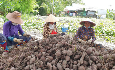Khoai lang sắp được xuất khẩu chính ngạch sang Trung Quốc