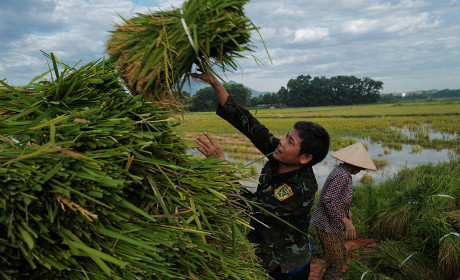 Vietnam 2022 rice exports to rise to 6.3-6.5 mln tonnes
