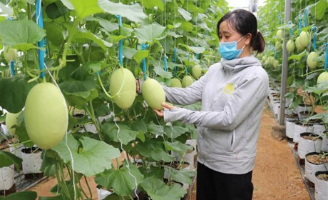 Nhiều cơ hội phát triển nông nghiệp công nghệ cao Việt Nam-Australia