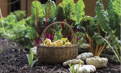 Xuất khẩu nông sản hữu cơ của Việt Nam đạt trên 300 triệu USD/năm, còn nhiều dư địa tăng trưởng