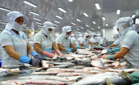 Many Vietnamese seafood exporters are not subject to US anti-dumping tariffs