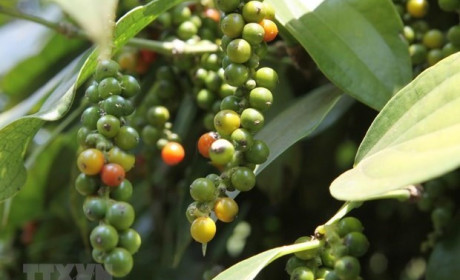 Vietnam sees surges in pepper exports to France in 7 months