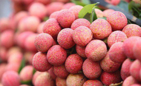 Vải, chuối, thanh long Việt Nam lần lượt xuất ngoại sang Mỹ, Singapore, Nhật Bản...