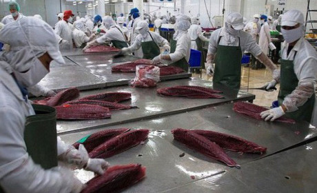 EVFTA mở rộng cửa xuất khẩu cho cá ngừ Việt Nam