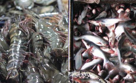 Xuất khẩu thủy sản: Sẽ gặp khó ở Trung Quốc, thuận lợi ở Mỹ