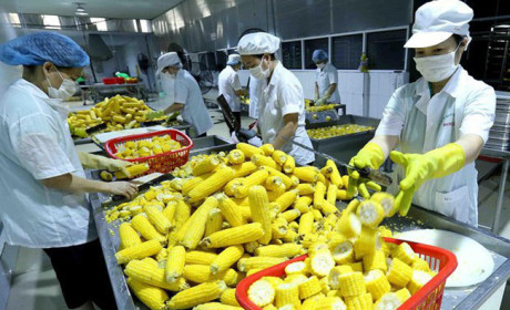 EU thay đổi quy định về kiểm dịch thực vật nông sản nhập khẩu từ Việt Nam