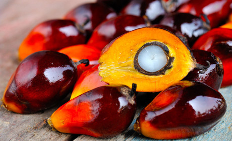 Chuột bọ, hạn hán và thiếu lao động đang bóp nghẹt nguồn cung ứng dầu ăn trên toàn cầu